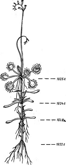 Росянка Drosera rotundifolia