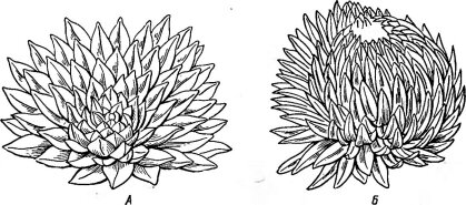     Lobelia keniensis ( , 4500 ,  ) ( Hedberg ., 1964).<div class=