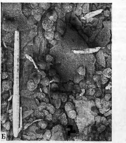   .         , 30003500     (  . .). lt;4 Jurinea; filicijotia; Valdivia jormosa,   Arabis caucasica;      Salix