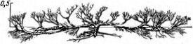    Juniperus turkestanica    - (  . ., 1955)