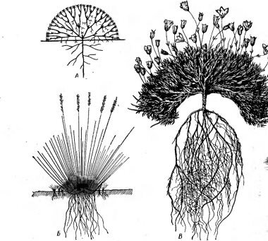 - (  ., 1896;  . ., 1948;  . ., 1963; Strasburger .. et al., 1962; Hedberg ., 1964)
