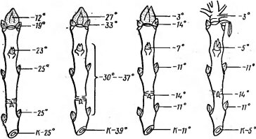      Fraxinus ornus     ( Mair ., 1968)