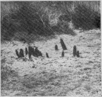 . 39.    Orthilia secunda (. Pyrolaceae).