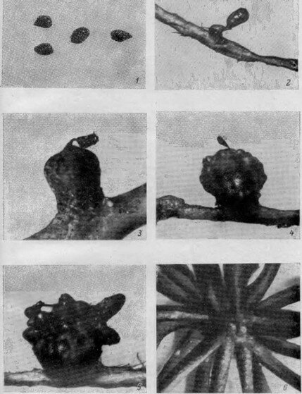 Рис. 40. Развитие эндосперма у Hypopitys monotropa (сем. Pyrolaceae).