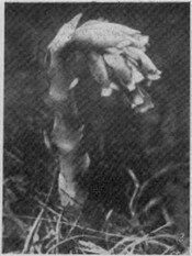 Рис. 42. Строение зрелого семени.