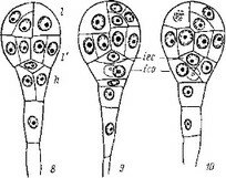 . 9.   Orobanche crenata (. Orobanchaceae).
