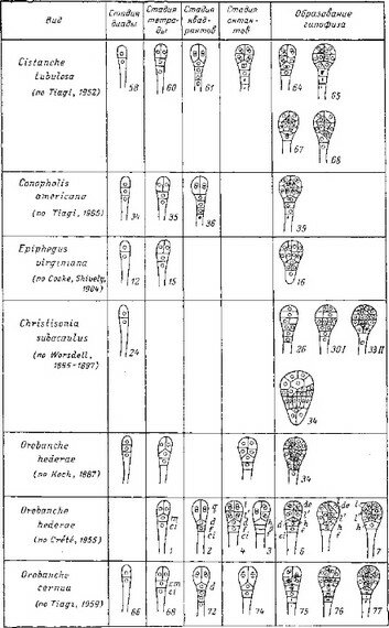 Рис. 10. Послесеменное развитие Orobanche crenata (сем. Orobanchaceae). Вторая фаза: I—5 — эндогенное образование апекса генеративного побега.