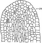 Онтогенетическое развитие с метаморфозом у некоторых высокоспециализированных паразитных цветковых растений (схематизировано).