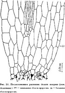 Рис. 12. Послесеменное развитие Cynomorium songaricum (сем. Cynomoriaceae).