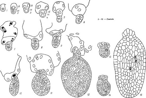 Рис. 13. Послесеменное развитие некоторых паразитных представителей сем. Scro- phulariaceae с разной степенью морфогенетической адаптации к паразитному образу жизни (схематизировано).