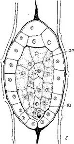 Рис. 14. Начальны© и средние стадии эмбриогенеза некоторых автотрофных представителей сем. Scrophulariaceae.