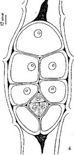 Рис. 14 (продолжение).