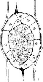 Рис. 15. Начальные и средние стадии эмбриогенеза некоторых паразитных представителей сем. Scrophulariaceae.