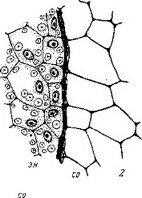 Рис. 28. Эмбриогенез некоторых представителей сем. Burmanniaceae.