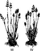 Биоразнообразие особей