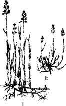 Рис. 2.2. Разнообразие жизненных форм полевицы тонкой водной популяции: