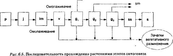  . 6.6.       Melilotus officinalis ( JI.A. , 1995).