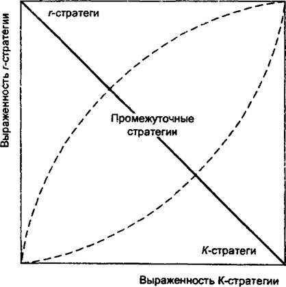  . 10.3.      Allium ursinum    -.                -  