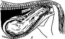 Рис. 67. Изменение членорасположения (А) и позиции (Б) плода при родах: 1 — полость мочевой и 2 — околоплодной оболочек