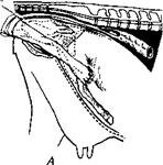 . 94.     :    (        );