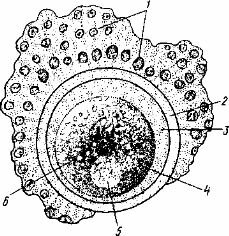 Схема строения яйца
