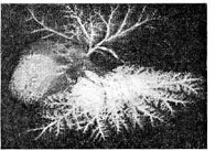 Рис. 1.a Ангиограмма легочной артерии собаки: