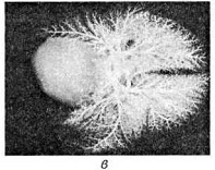 Рис. 1.в Ангиограмма легочной артерии собаки: