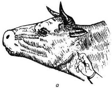 . 2.      (6, )      . . :