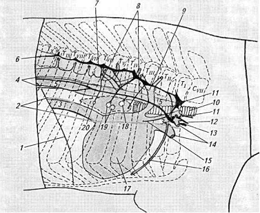 . 8.          ( . . ):