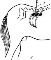 Рис. 18. Схема парансфральной (поясничной) новокаиновой блокады лошади по И. Я. Тихонину: а — поперечный разрез;