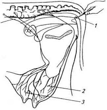Рис. 19. Схема новокаиновой блокады нервов вымени коров по Д. Д. Логвинову: