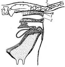 Рис. 22. Схема новокаиновой блокады нервов таза у коров по Г. С. Фатееву: