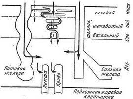 Рис.6. Общая схема прохождения токсикантов через организм Однако многие токсиканты проходят через организм более укороченный путь, определяемый обычно их физико-химическими свойствами.