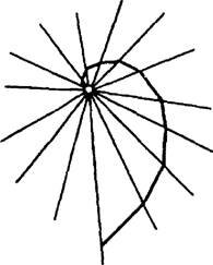 Рис. 1 Схематическая траектория летящего на свет насекомого, сохраняющего постоянный угол к лучам света (логарифмическая спираль) (по W. von Buddenbrok из Б.Н.Шванвича, 1949)