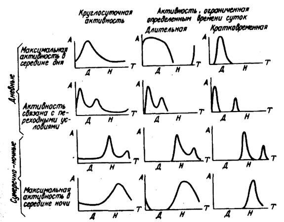 Рис.6. Типы суточных ритмов активности насекомых (по В.Б.Чернышеву, 1984): Т - время суток, А - уровень общей или частной активности, Д - день, Н - ночь.