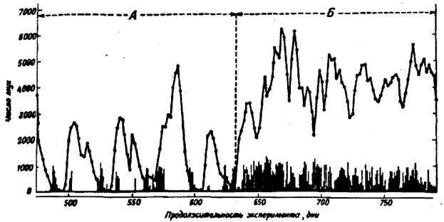 Рис.31. Развитие культуры мух Lucilia cuprina при избытке корма для имаго (А) и при введении строгого рациона для них (Б). Личинки получали ограниченное количество корма.