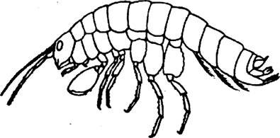 .43.   6 1 hawaiensisDana, ( .. , 1957)