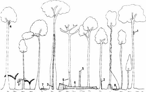Места, где термиты потребляют древесину в лесу Пасох-Форест, Западная Малайзия