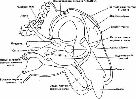 Продольный разрез головы личинки Myrmica последнего возраста. (Weir, 1959.)