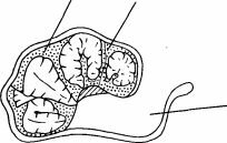 Пять стадий в развитии Bombus atraius от пакета яиц до куколки.