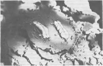 Вертикальный разрез через камеры Macrotermes subhyalinus. Видны горизонтальный пол и.сводчатый потолок