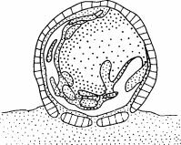 Стадии разложения бревна