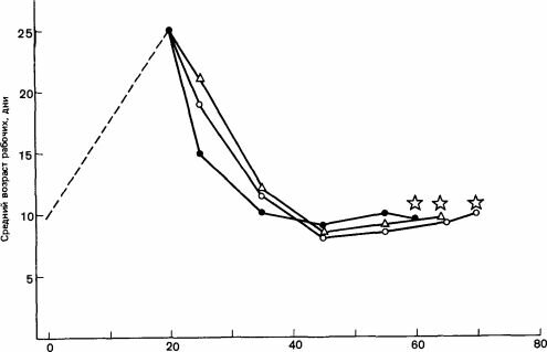 Цикл размножения африканской расы медоносной пчелы