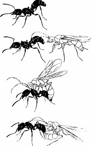  Rhytidoponera metallica  ,    ,    ,  ,    . (Holldobler, Haskins, 1977.)