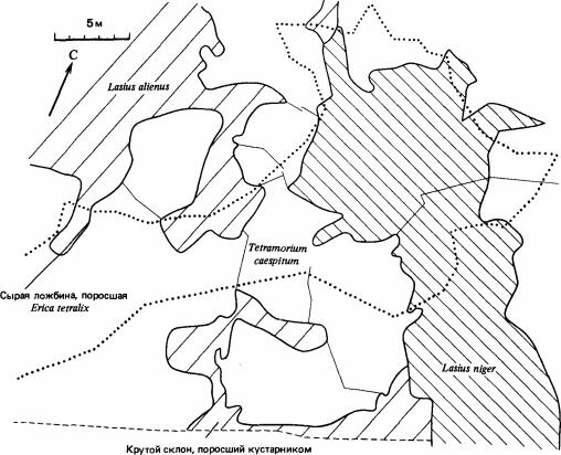 Сообщество верещатника в Дорсете