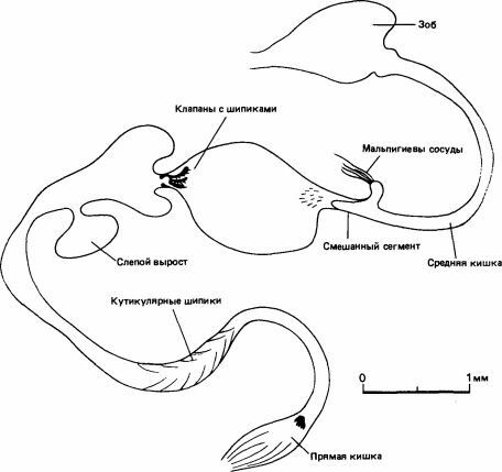 Кишечный тракт термита Procubitermes