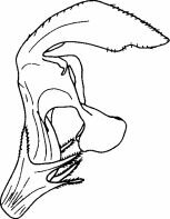 Цветки и нектарники Impatiens glan- dulifera (А и Б) и Lamium album (В и Г).