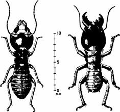 - Hodotermes mossambicus.