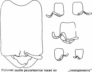    Dorylus affinis,    ,           