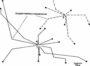 Фуражировочные следы Megaponera foetens